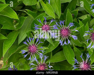 Centaurea montana perennial cornflower in bloom  Norfolk May Stock Photo