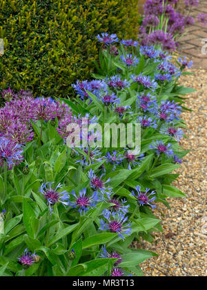 Centaurea montana perennial cornflower in bloom  Norfolk May Stock Photo