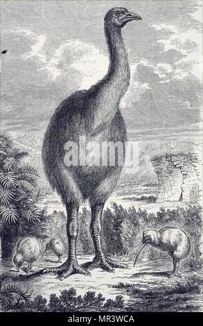 Engraving depicting a giant moa, an extinct genus of birds belonging to the moa family. Dated 19th century Stock Photo