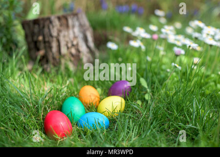Six Easter eggs in a grass with daisies Stock Photo