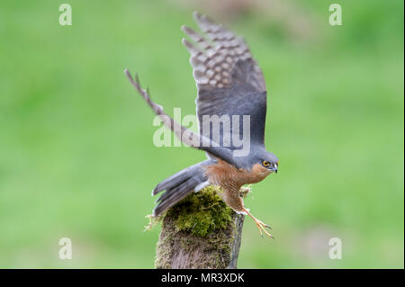 A male Sparrowhawk (Accipiter nisus) launches into flight