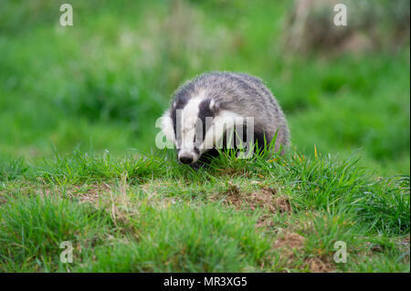 A Badger (Meles meles) foraging for food outside it's sett in the UK Stock Photo