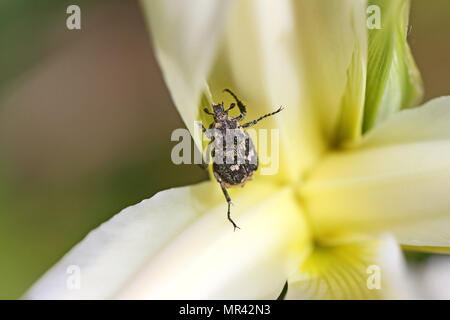 chafer bug or beetle or June bug Latin name oxythyrea funesta covered in pollen on an iris flower in Italy also called Mediterranean spotted chafer Stock Photo