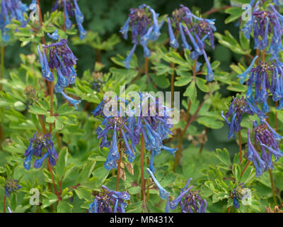 Corydalis flexuosa 'China Blue' Stock Photo