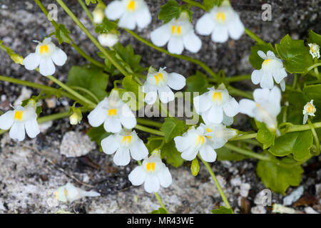 ivy flowers, wall ivy, white-flowered ivy flower Stock Photo - Alamy