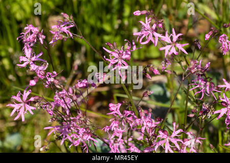 Ragged petalled flowers of the red-pink ragged robin, Silene flos-cuculi, flowering in early summer Stock Photo