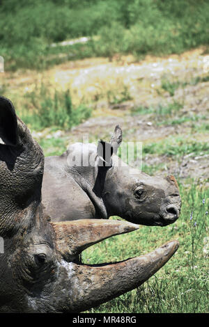 Endangered Species White Rhino Stock Photo