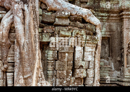 Giant tree and roots in temple Ta Prom Angkor wat Cambodia landmark Stock Photo