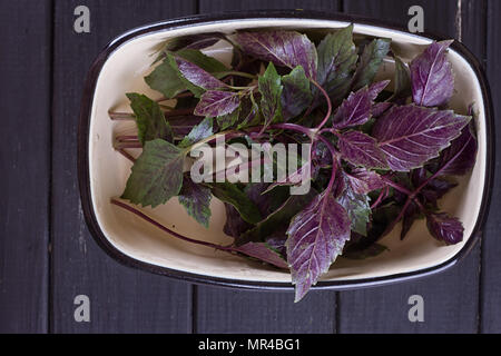 Sweet basil in white ceramic mortar on a dark stone background Stock Photo