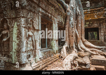 Giant tree and roots in temple Ta Prom Angkor wat Cambodia landmark Stock Photo