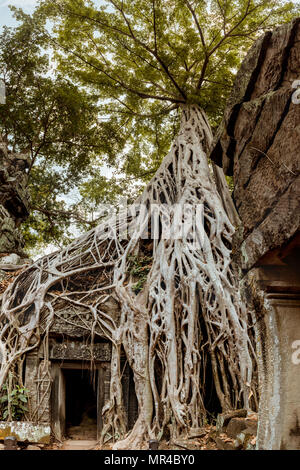 Giant tree and roots in temple Ta Prom Angkor wat Cambodia landmark Stock Photo