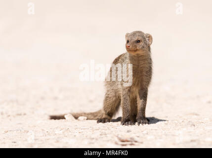 Banded Mongoose, Etosha National Park, Namibia. Stock Photo