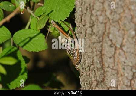 Italian wall lizard close up Latin name podarcis sicula muralis with bramble behind on an oak tree in Italy Stock Photo