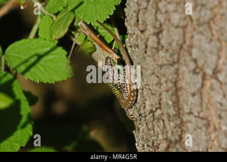 Italian wall lizard close up Latin name podarcis sicula muralis with bramble behind on an oak tree in Italy Stock Photo