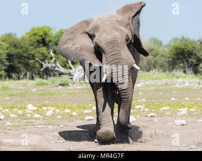 African Elephant Charging Towards Camera. Etosha National Park, Namibia.