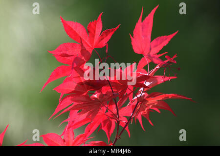 Japanese maple Latin name acer japonicum and bright red leaves with the sun and shadows of leaves behind in spring in Italy Stock Photo