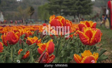 This Image is of flowers of a huge Garden in Kashmir, India, The colourful tulips spread all over the garden gives an attractive look of the Image. Stock Photo
