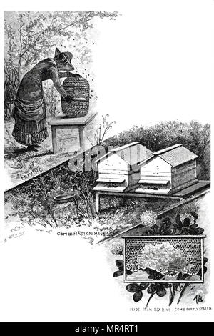 Engraving depicting a female beekeeper at work. Top: Driving bees from one skep into another in order to clear the combs. The bees naturally move upwards, so they travel from the bottom of the skep to the top one. Middle: Wooden hives (probably Langstroth) containing movable frames. Bottom: Frame of comb with honey partially capped. Dated 19th century Stock Photo