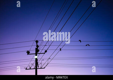 Cockatoos on the power lines at dusk. Stock Photo