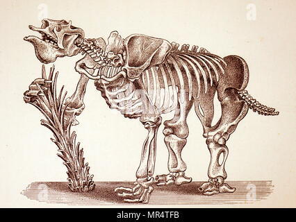 Engraving depicting the skeleton of a Megatherium (Grand ground sloth). Megatherium was a genus of elephant-sized ground sloths endemic to South America, sometimes called the giant ground sloth, that lived from the Early Pliocene through the end of the Pleistocene. Dated 19th century Stock Photo