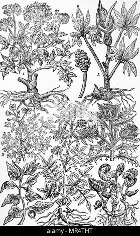 Engraving depicting Norwegian angelica, commonly known as garden angelica, wild celery, and Angelica archangelica, is a biennial plant from the Apiaceae family, a subspecies of which is cultivated for its sweetly scented edible stems and roots. From John Parkinson's 'Paradisi in Sole Paradisus Terrestris'. John Parkinson (1567-1650) an English herbalist and botanist. Dated 17th century Stock Photo