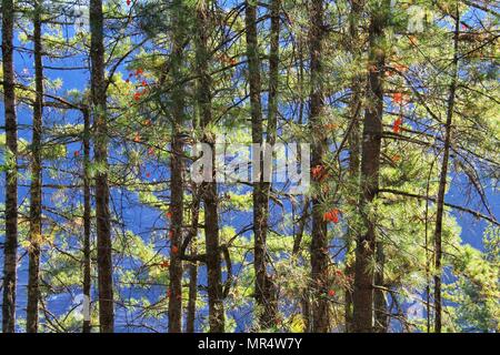 Details of green pine tree forest with background of blue mountains. View of forest at trail to Taktshang Goemba or Tiger's nest monastery, Paro, Bhut Stock Photo