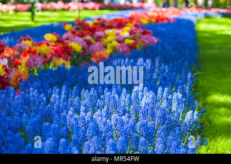 Garden with pink hyacinths and colorful tulips on a sunny day in spring. Stock Photo
