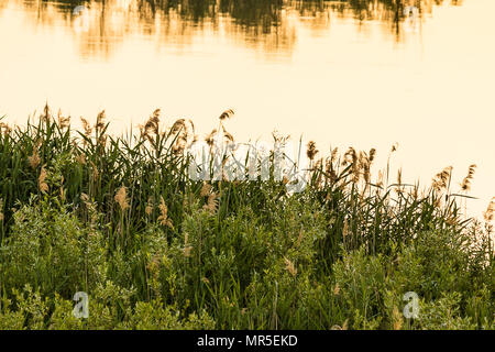 Photo of all kinds of plants in nature as they are. Stock Photo