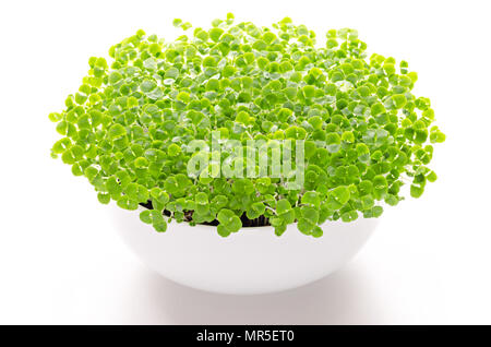 Basil microgreens in white bowl, front view, over white. Sprouts, green seedlings, young plants, leaves and Cotyledons of Ocimum basilicum. Stock Photo