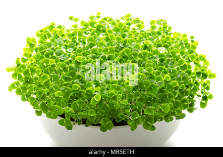 Basil microgreens in white bowl. Sprouts, green seedlings, young plants, leaves and Cotyledons of Ocimum basilicum, also Saint-Joseph's-wort. Stock Photo