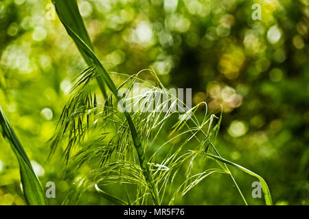 Photo of all kinds of plants in nature as they are. Stock Photo