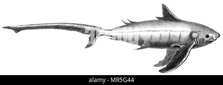 Taken from 'British Zoology' by Thomas Pennant, 1812 Stock Photo