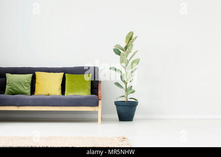 Plant in black pot next to sofa with green and yellow pillow in bright apartment interior with copy space on white wall Stock Photo