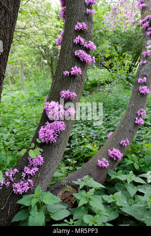 Pink blossoms sprouting on Cercis siliquastrum trunk or Judas Tree (cauliflory) in the Bois de Boulogne park in Paris France Europe EU   KATHY DEWITT Stock Photo