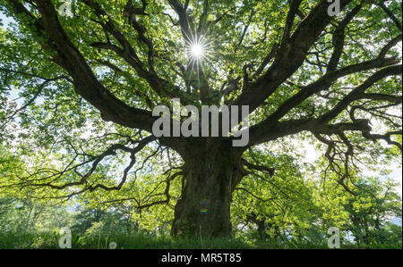 majestic old oak giving shade to a spring meadow with the sun peeking through Stock Photo