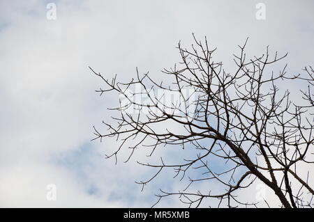 kapok tree shed leaves in the park Stock Photo