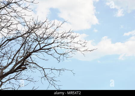 kapok tree shed leaves in the park Stock Photo