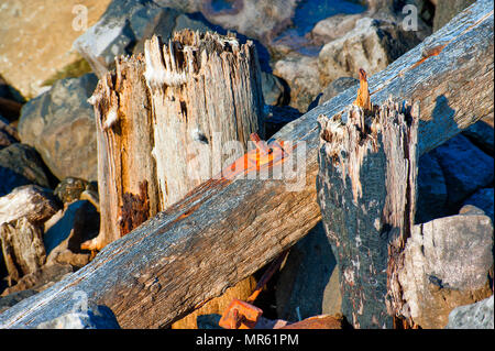 Close up of rocks and wood that are used to build the jetty in Warrenton, Oregon on the coast. Stock Photo
