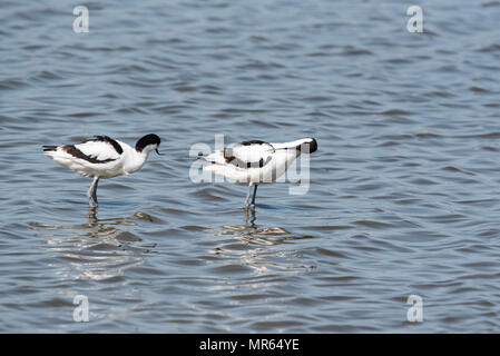 A pair of preening Avocets (Recurvirostra avosetta) Stock Photo
