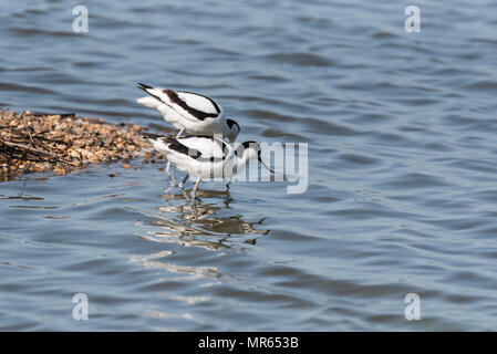 Avocets (Recurvirostra avosetta) Stock Photo