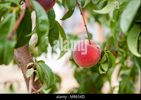 Up close view of a ripe peach fruit on a peach tree branch. Stock Photo