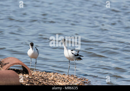 Two standing Avocets (Recurvirostra avosetta) Stock Photo