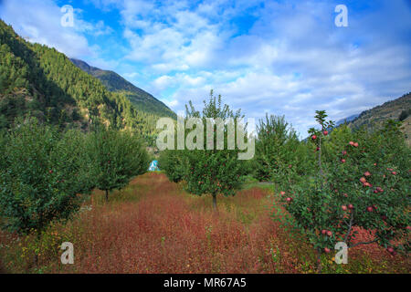 Apple Orchard in Sangla Valley (Himachal Pradesh, India) Stock Photo