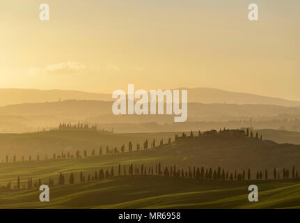 Sunset over hilly landscape with pine avenue, behind Sienna, Asciano, Tuscany, Italy Stock Photo