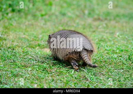 Big hairy armadillo (Chaetophractus villosus), from behind, running in the grass, Parque National Torres del Paine