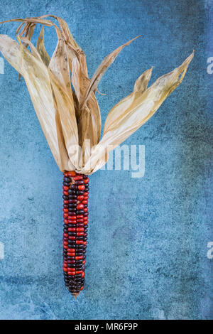 Multi-coloured corn on the cob, freshly picked and ripe Stock Photo