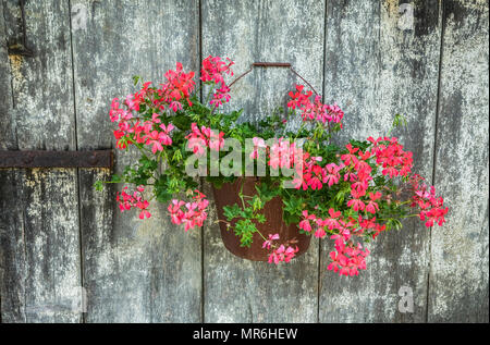 Pink Ivy Geranium spring planter hanging on a weathered barn door, wall  Pennsylvania, Pa, USA, spring container vintage hanging plants Stock Photo