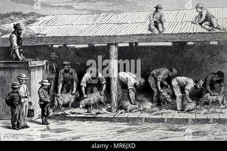 Engraving depicting sheep sheering in Western Australia. Dated 19th century Stock Photo