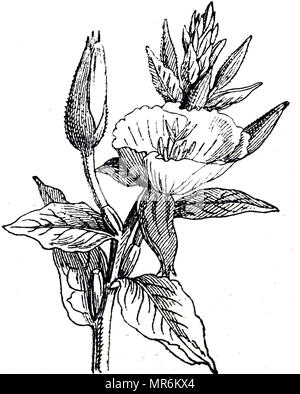 Engraving depicting a sprig of Oenothera Biennis (Common Evening-Primrose). Dated 19th century Stock Photo