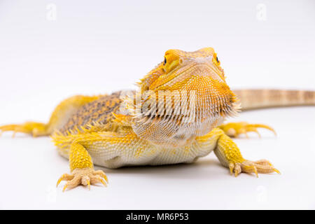 Bearded dragon (Pogona vitticeps) posing on a white background Stock Photo